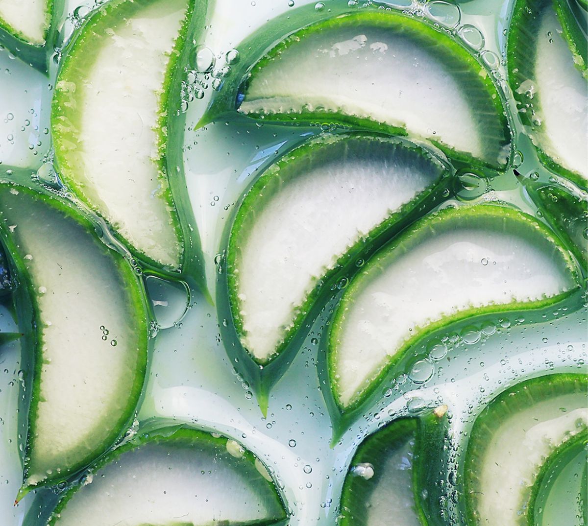 Aloe_2_595x533px.jpg