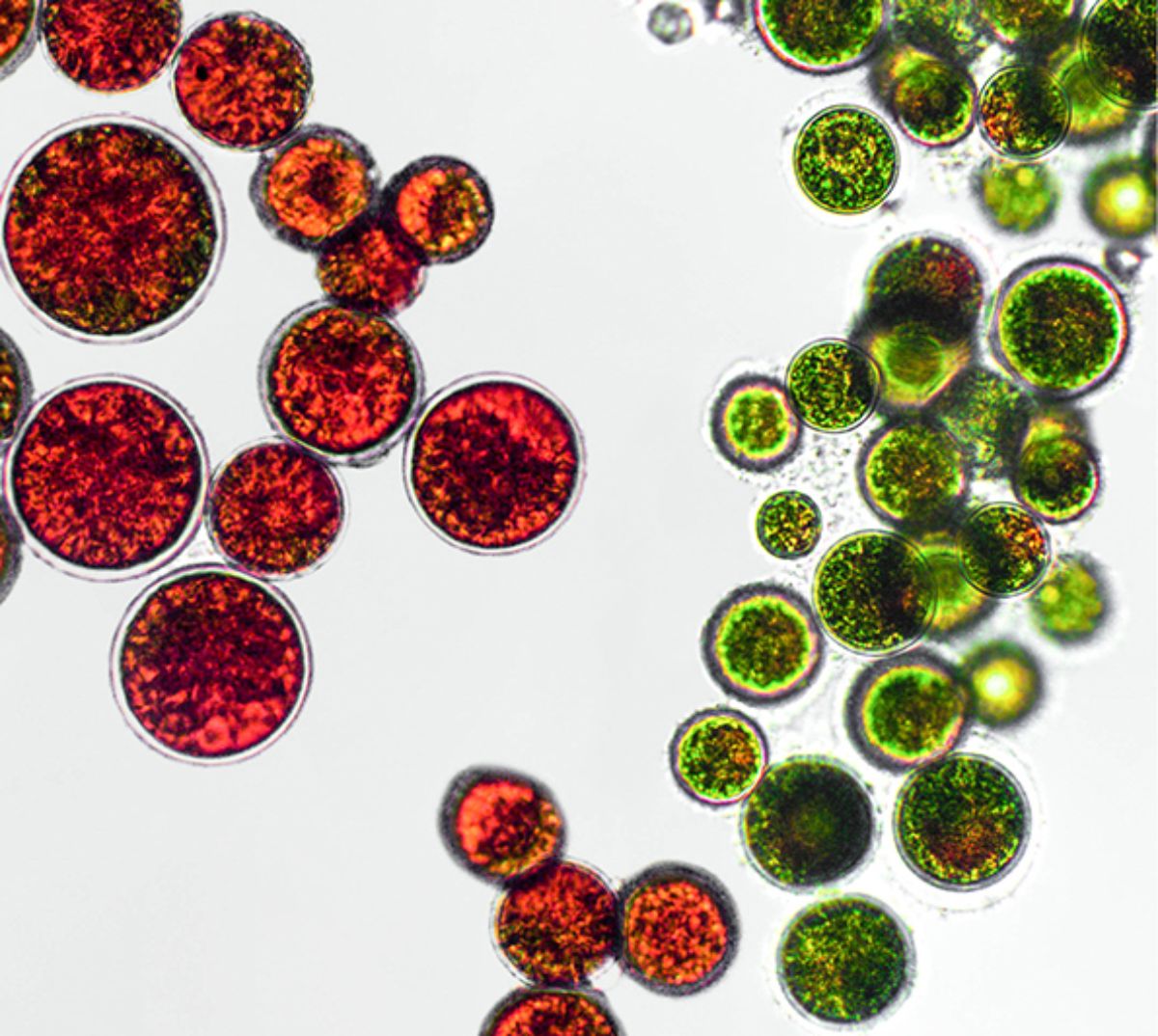Natural-vs.-Synthetic-Astaxanthin_Quadrat.jpg