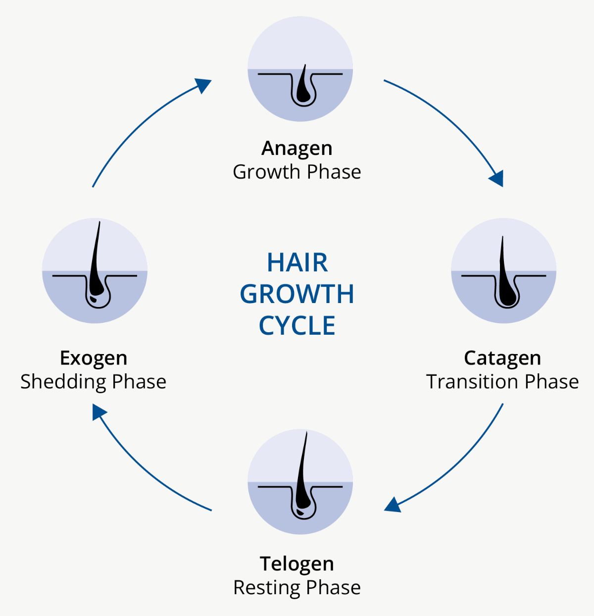 Hair growth cycle