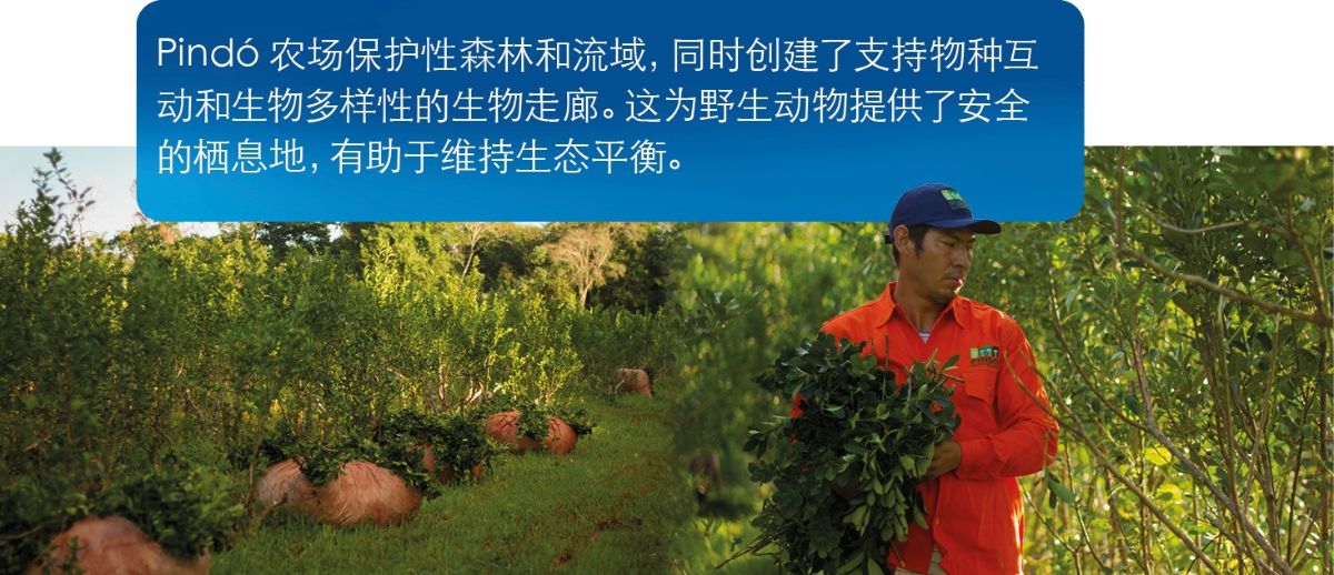 Pind--Farm-Argentinia---Mate_CN.jpg