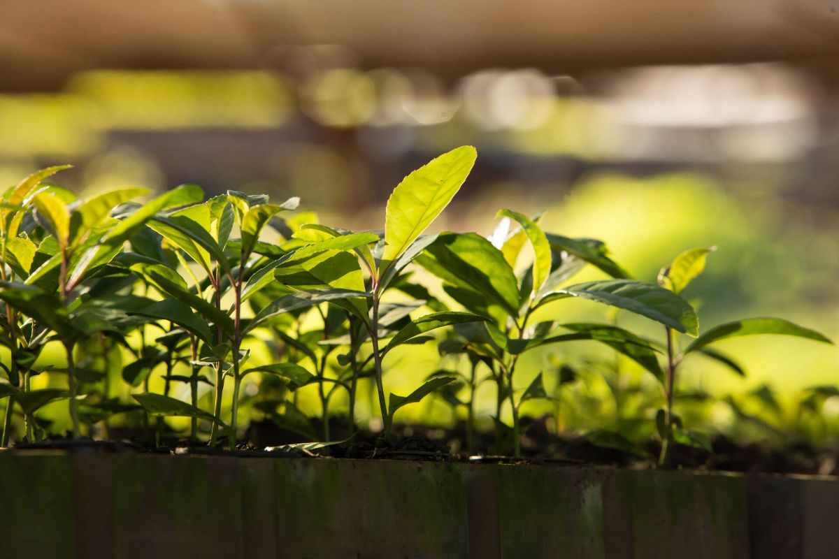 Pind--Farm-Argentinia---Mate--2-.jpg