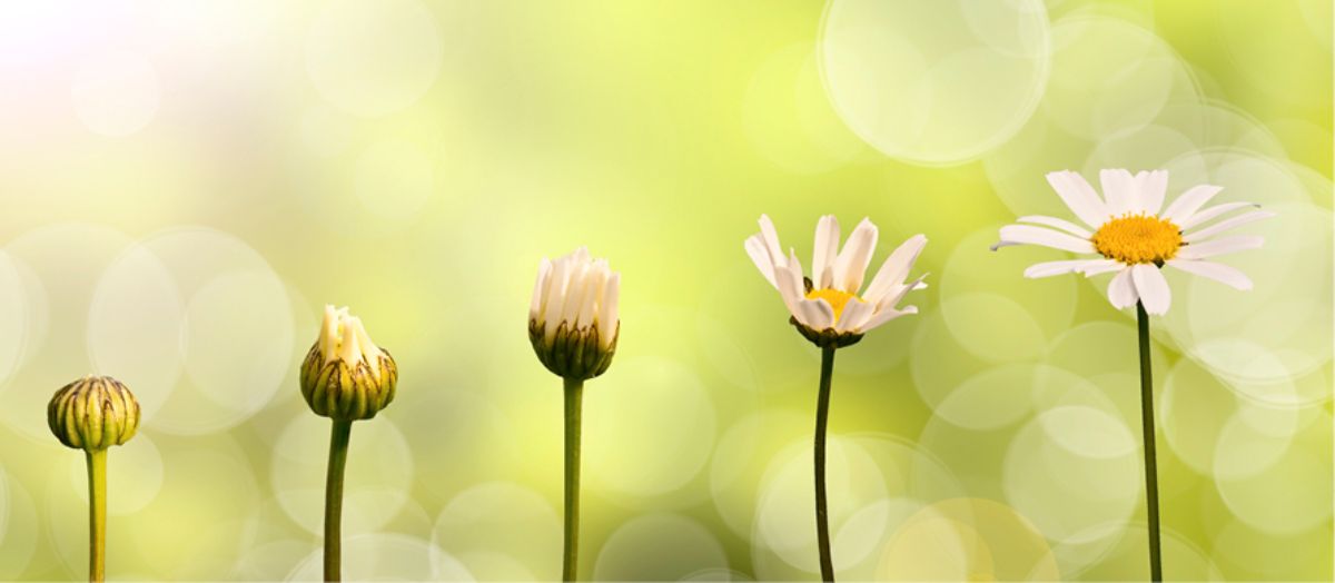Life-s-Beauty-Journey-Cosmetics-for-Every-Chapter_428x187px.jpg
