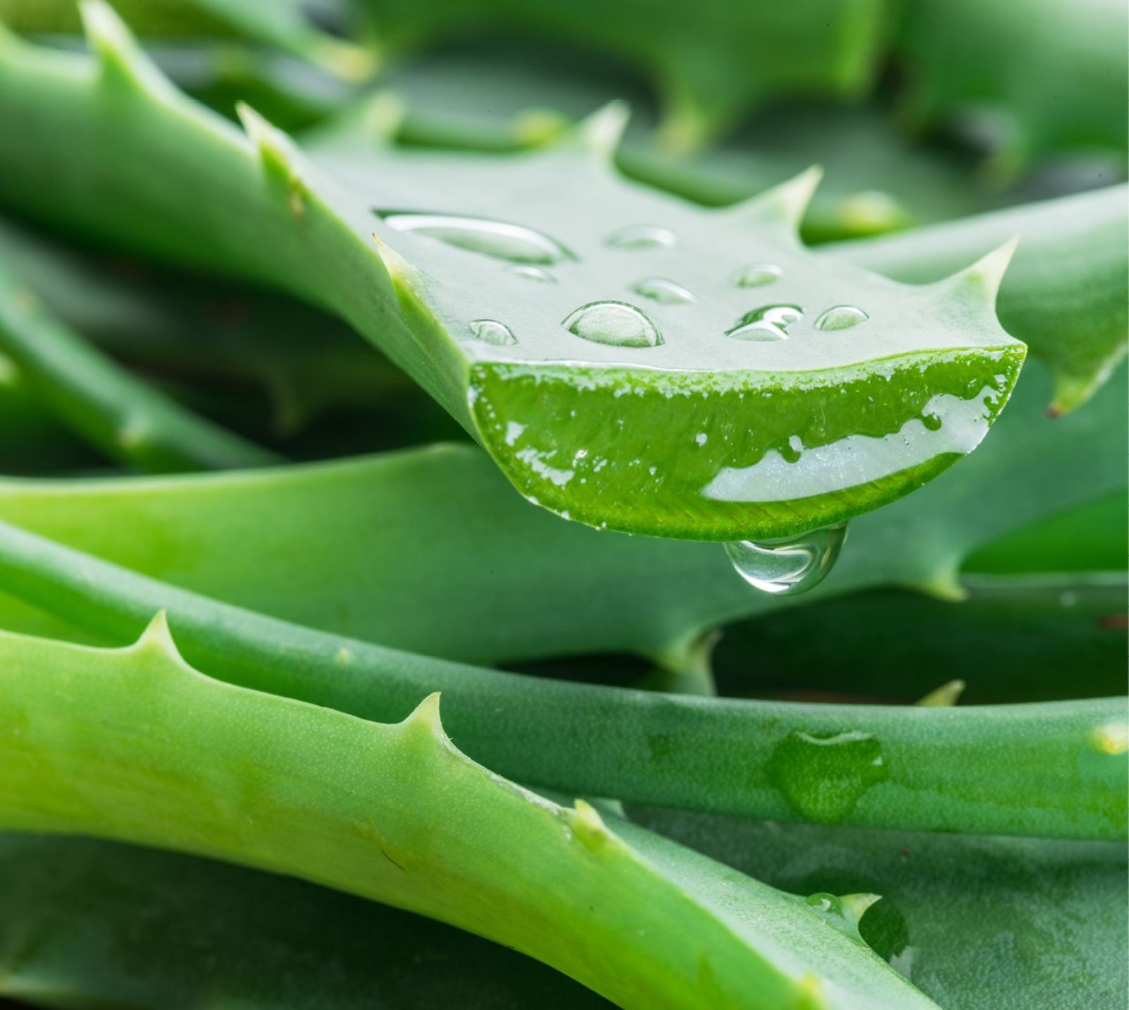 Aloe-Quadratisch.jpg