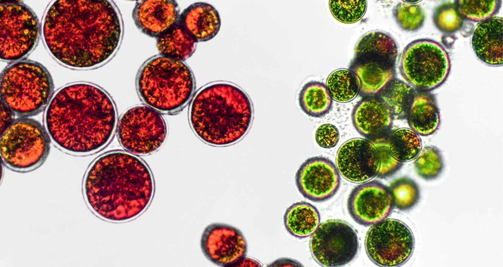 Natural-vs.-Synthetic-Astaxanthin_Header.jpg